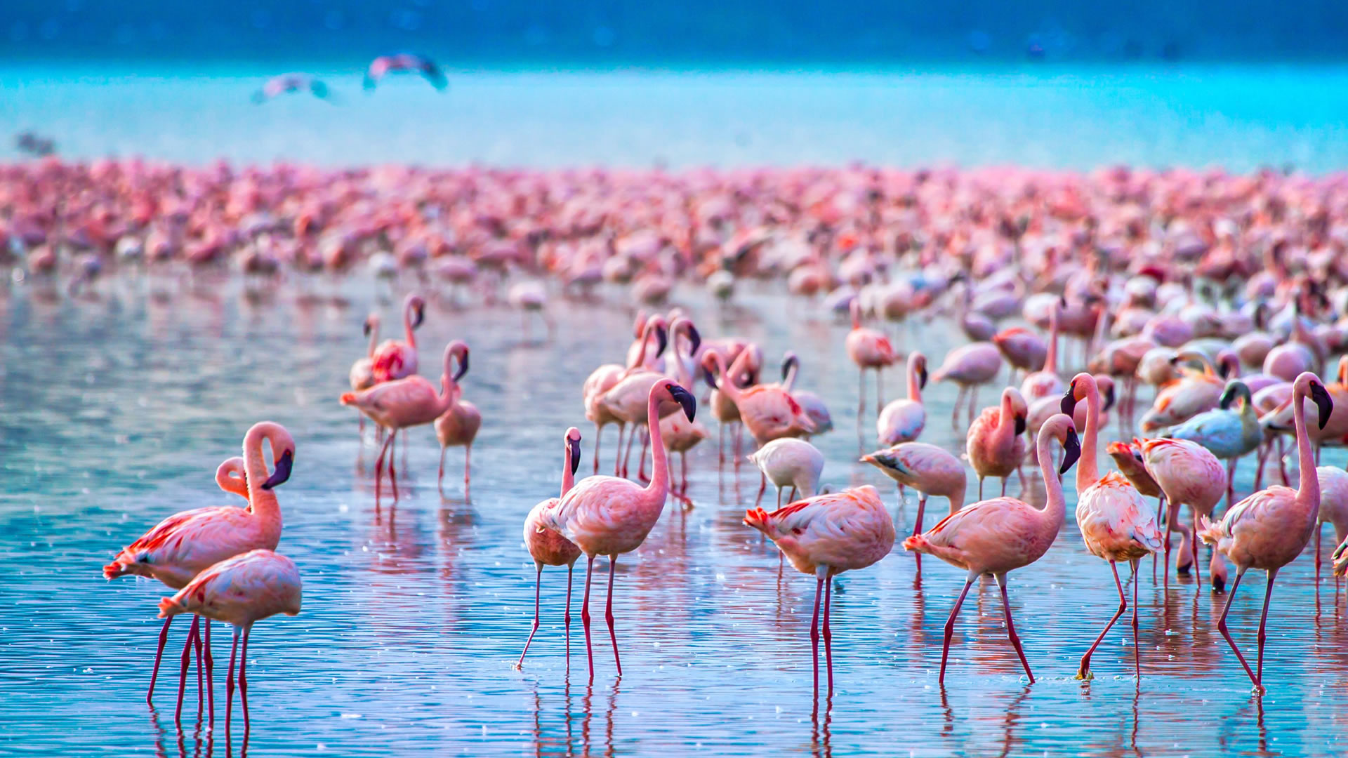 Lake Nakuru Flamingos