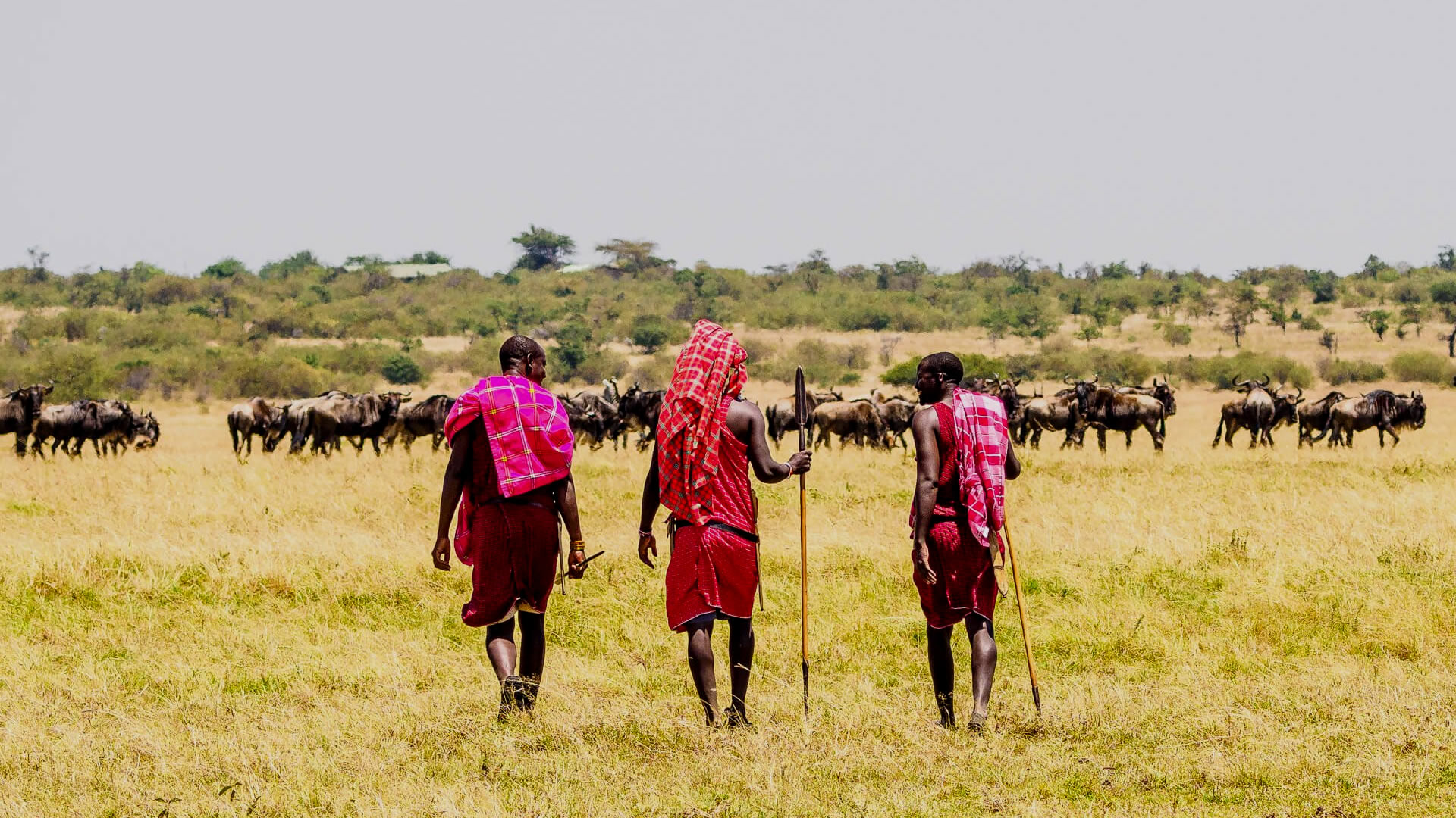 Maasai Warrior