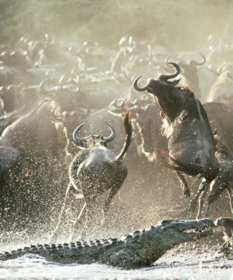 Kenya vs Tanzania: Which Safari Destination is Right for You?
