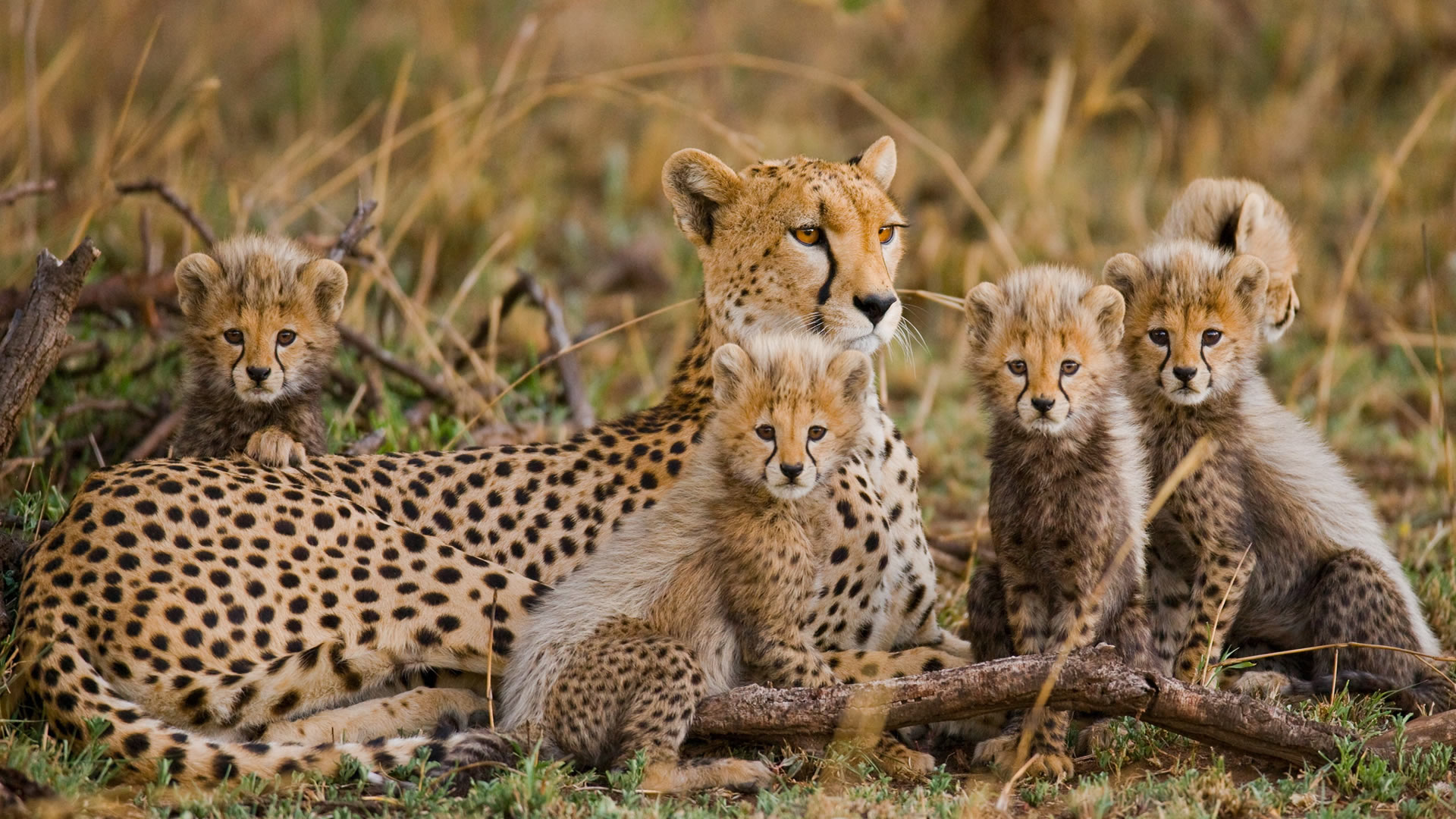 Serengeti Plains