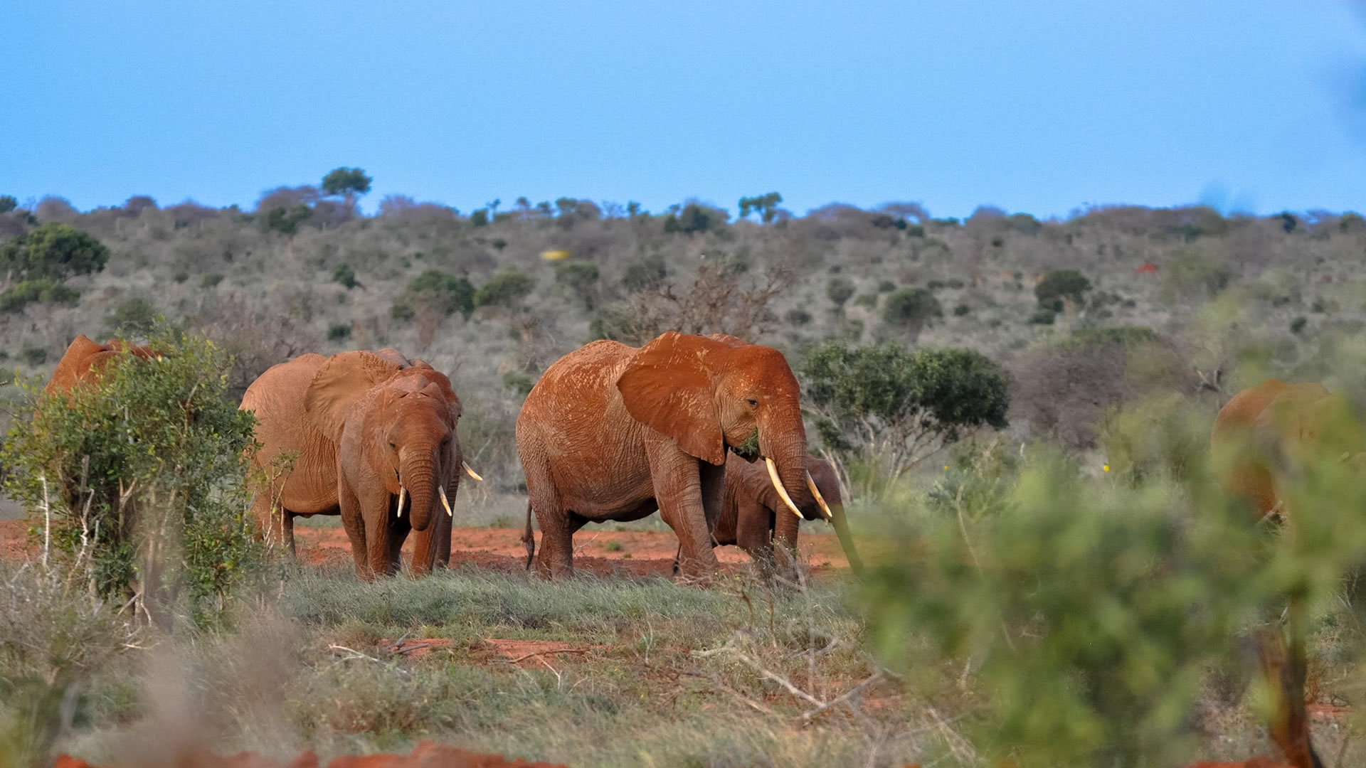 Tsavo East National Park