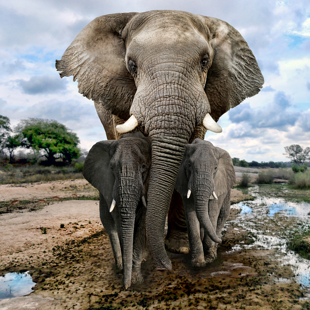 Amboseli National Park