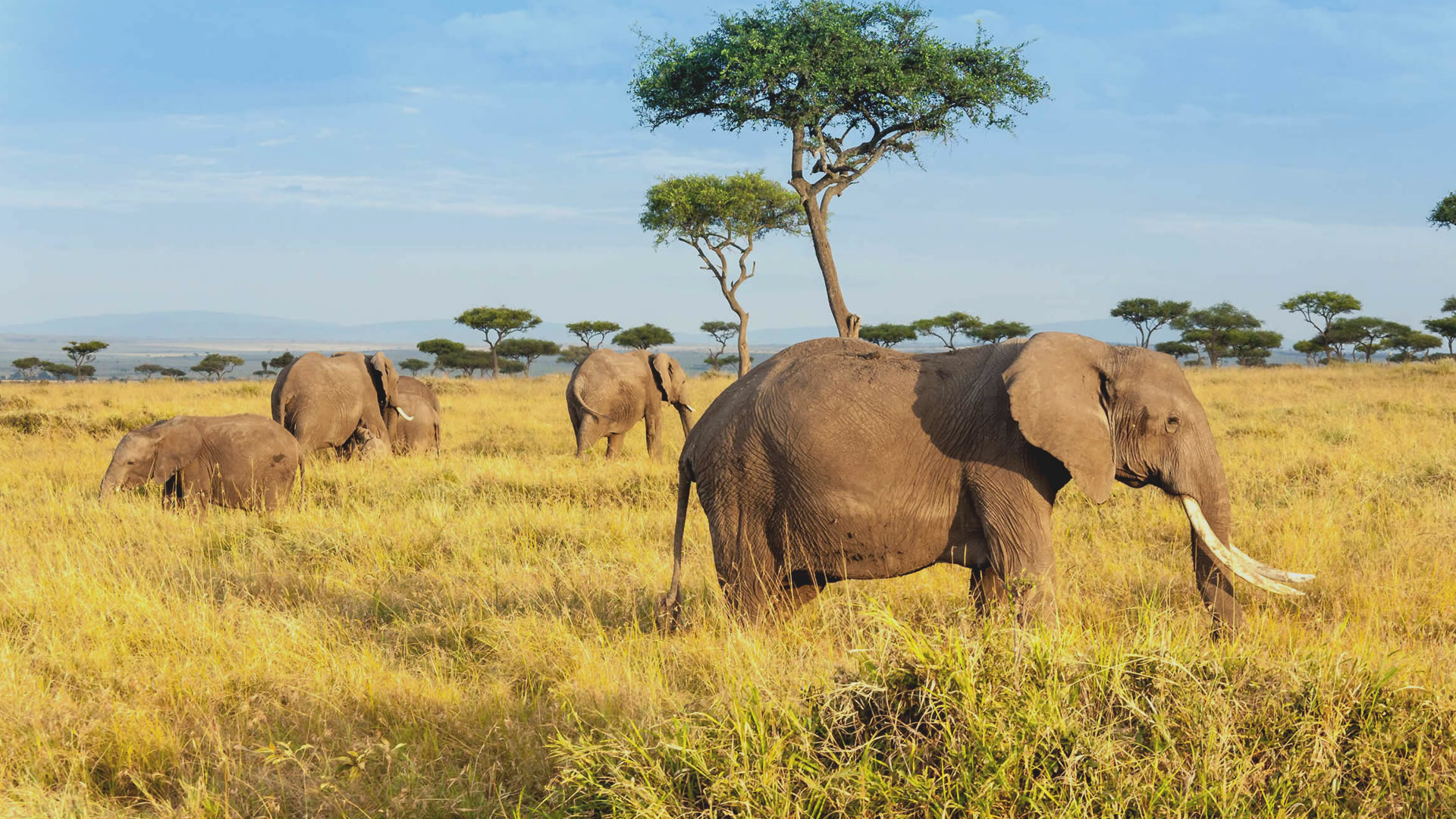 5-Day Wildlife Highlights