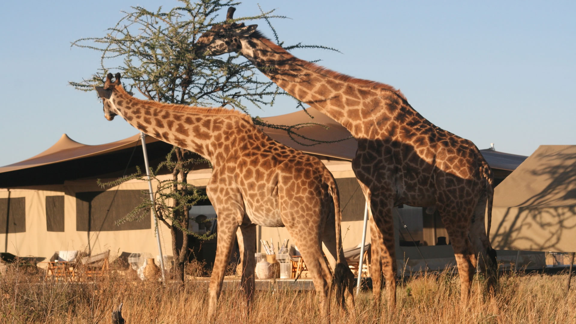 7-Day Best of Northern Tanzania