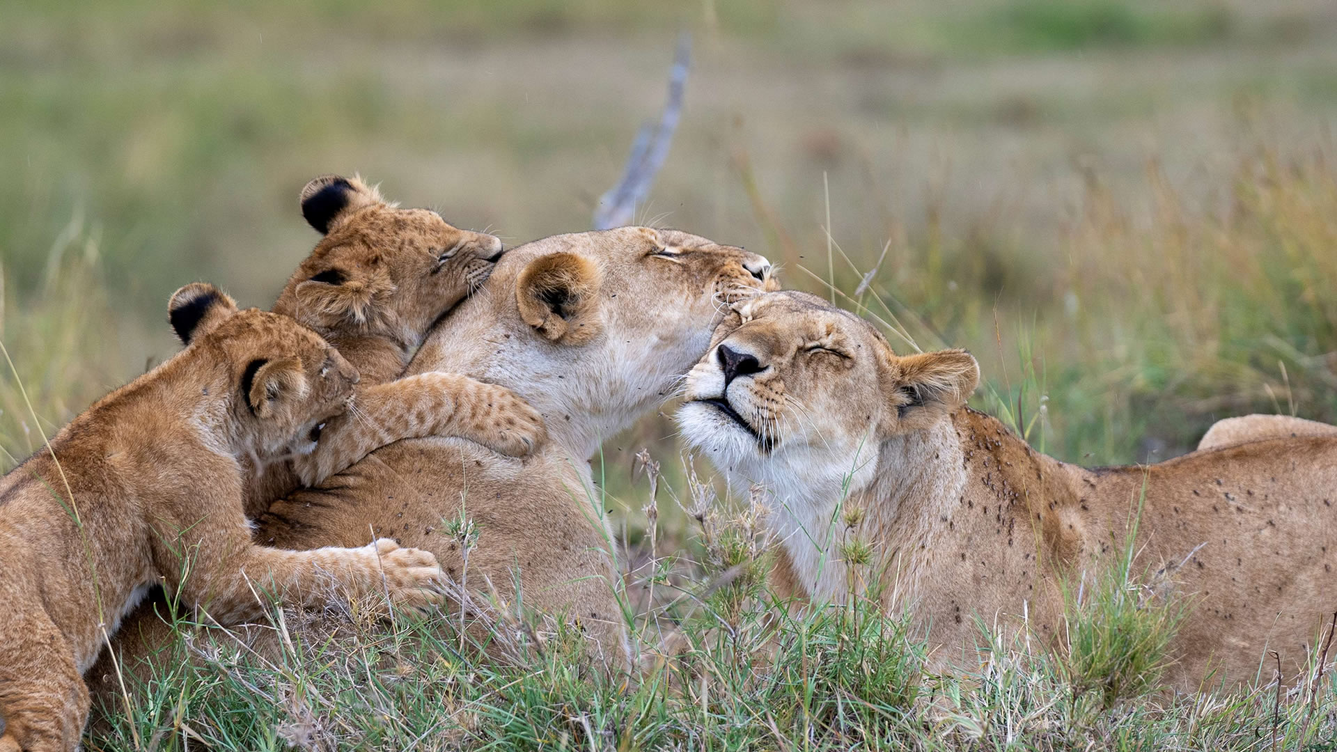 Kenya + Tanzania Safari